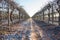 Frosted Ground Between Rows of Grape Vines.