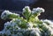 Frosted Kale Plant