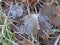 Frosted leaves lie amongst the grass of the forest floor