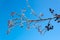 Frosted male and female Alder catkins and twigs at a branch