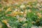 Frosted maple leaves on grass