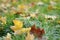 Frosted maple leaves on grass