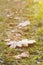 Frosted maple leaves on grass