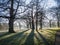 Frosted meadow and old trees shadows, Greenwich park, London, UK.