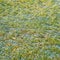 Frosted morning meadow grass