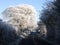 Frosted oak by English country lane