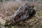 Frosted old broken wooden pillar on a cold autumn morning