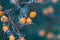 Frosted orange rowan berries