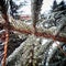 Frosted pine branch