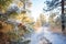 frosted pine branches above a trail path