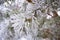 Frosted pine tree branches covered in colder season