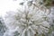 Frosted pine tree branches covered in colder season