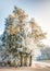 Frosted pine tree in a winter landscape