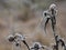 Frosted plant and spider silk, nature details in winter season