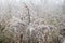 Frosted plants on a cold autumn morning