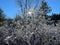 Frosted Plants in a Forest