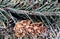 Frosted raindrops on coniferous cone .morning shot