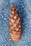 Frosted raindrops on coniferous cone .morning shot