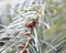 Frosted raindrops on evergreen tree twig