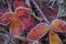 Frosted Raspberry Leaves In Autumn