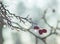 Frosted red hawthorn berries on bare twig