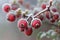 Frosted red hawthorn berries in the garden
