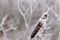 Frosted reed close up against background of frozen branches.