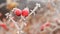 Frosted rose hips on a blurred background_