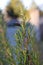 Frosted rosemary with water drops and blurred background