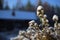 Frosted shrubby cinquefoil in front of barn