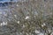 Frosted Staghorn sumac branches on an sunny morning