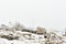 Frosted stones on the way to the top of Mount Snieznik on a hiking mountain trail, winter landscape on a foggy day