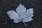 Frosted Sycamore Leaf on a Forest Footpath