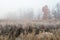 Frosted Tall Grass Prairie