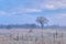 Frosted Tall Grass Prairie