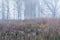 Frosted Tall Grass Prairie in Fog