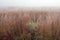 Frosted Tall Grass Prairie in Fog