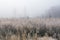 Frosted Tall Grass Prairie in Fog