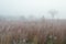 Frosted Tall Grass Prairie in Fog