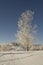 Frosted tree