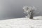 Frosted tree shaped by the wind