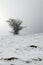 Frosted tree shaped by the wind with stones in the foreground