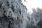 Frosted tree spruce in mountain.