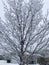 Frosted tree  winter snow neighbourhood