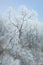 Frosted Trees Crooked Lake