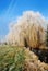 Frosted Weeping willow