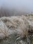 Frosted wild grasses