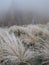 Frosted wild grasses