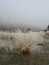 Frosted wild grasses