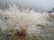 Frosted wild grasses